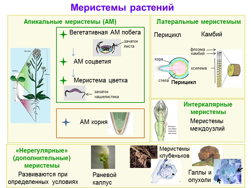 Меристемы растений АМ соцветия Вегетативная АМ побега Меристема цветка Апикальные меристемы (АМ) Латеральные меристемым